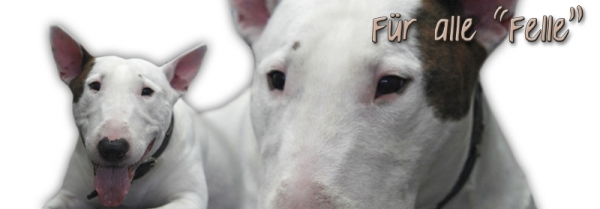 Spardose Miniature Bullterrier